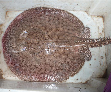 2800_Cecile S. Gama_Raspy River Stingray_Potamotrygon scobina.jpg 2800_Cecile S. Gama_Raspy River Stingray_Potamotrygon scobina.jpg